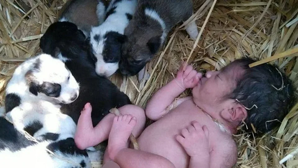 Un nouveau-né abandonné sauvé par une portée de chiens
