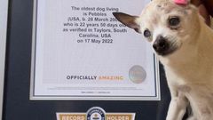 Pebbles recevant son Guinness des records