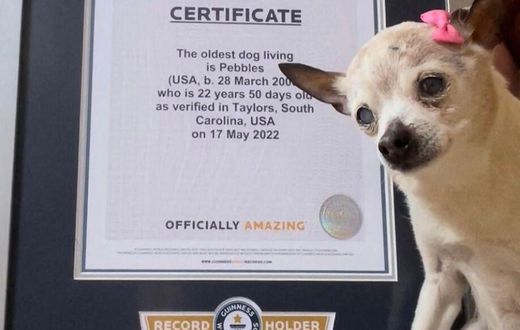 Pebbles recevant son Guinness des records