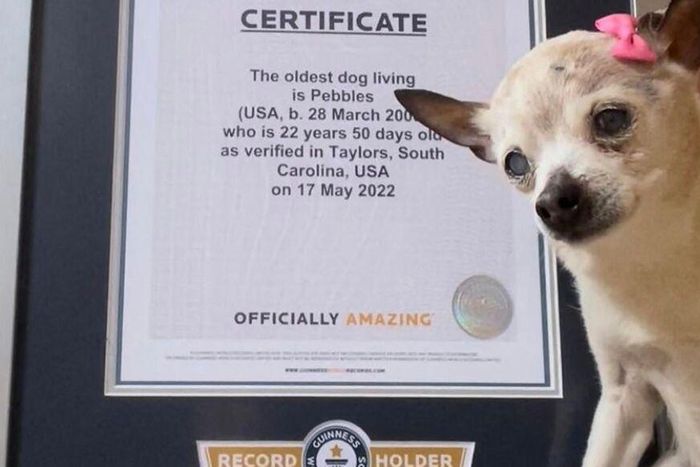 Pebbles recevant son Guinness des records