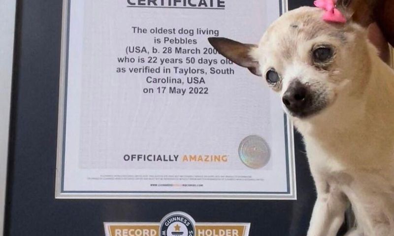 Pebbles recevant son Guinness des records