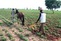 Campagne agricole