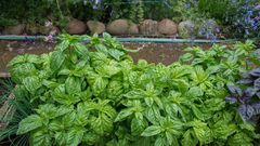 Green basil growing in raised beds in garden