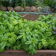 Green basil growing in raised beds in garden