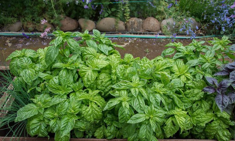 Green basil growing in raised beds in garden