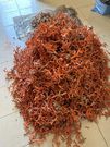 Corail rouge