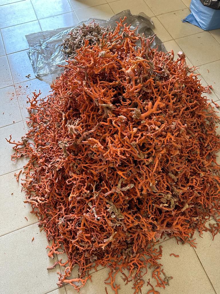 Corail rouge