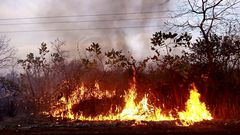 feu de brousse