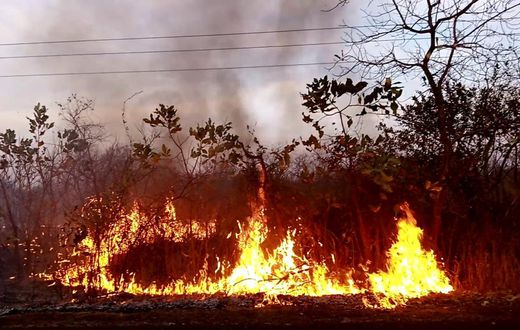 feu de brousse
