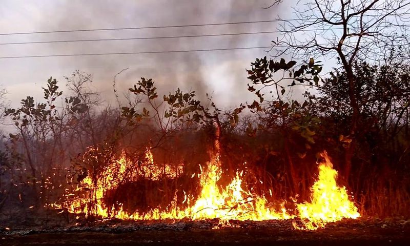 feu de brousse