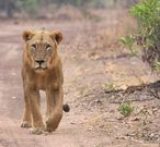 niokolodge-senegal-lion-e1586114555871