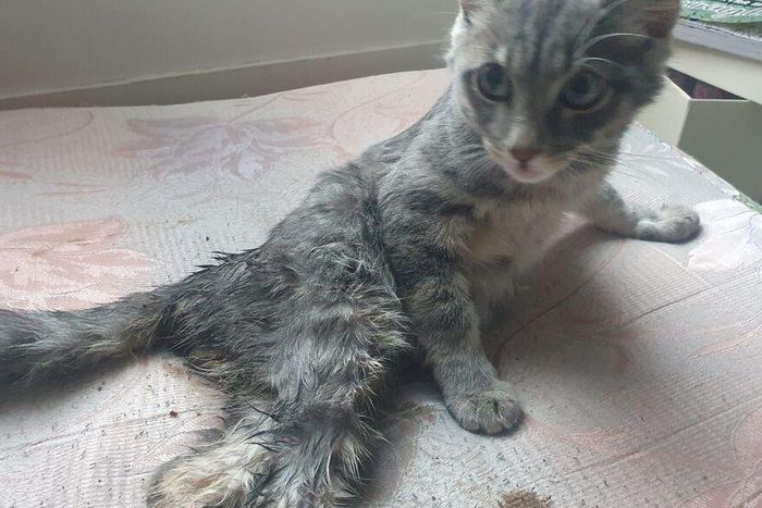 Pharel chaton en France