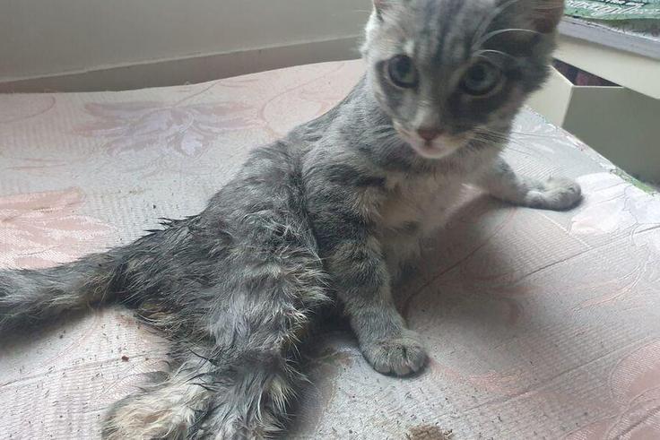 Pharel chaton en France