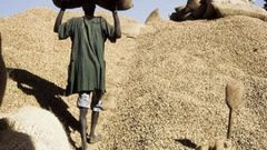 Filière arachidière: 2 milliards Fcfa volés
