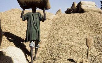 Filière arachidière: 2 milliards Fcfa volés