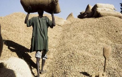 Filière arachidière: 2 milliards Fcfa volés