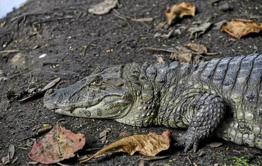 L'animal de 4 mètres de long a été abattu par les autorités à leur arrivée Illustration Credit FABIO TEIXEIRA  ANADOLU AGENCY  Anadolu Agency via AFP