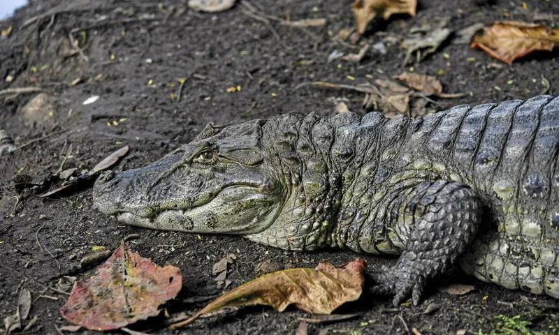 L'animal de 4 mètres de long a été abattu par les autorités à leur arrivée Illustration Credit FABIO TEIXEIRA  ANADOLU AGENCY  Anadolu Agency via AFP