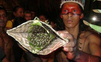 fourmis bullet des Satere-Mawe