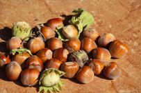 Noisette