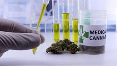 cannabis