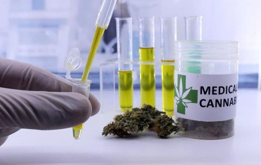 cannabis