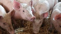 Cochons
