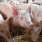 Cochons