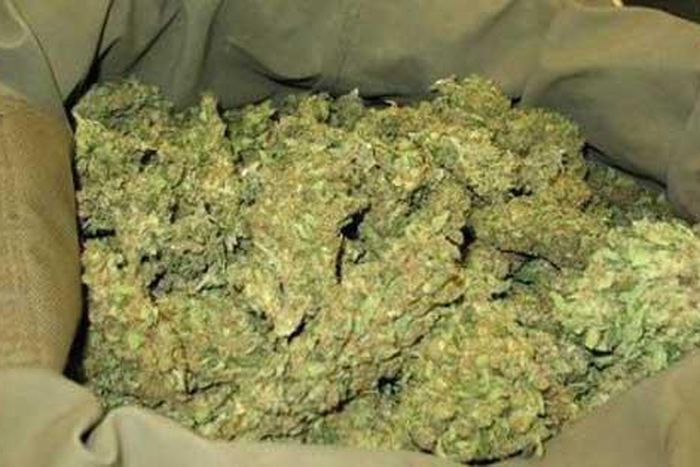 ZIGUINCHOR : 120 KILOS DE CHANVRE INDIEN SAISIS PAR LES DOUANES