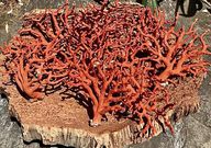 Corail rouge
