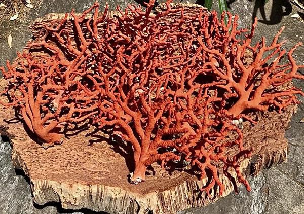 Corail rouge
