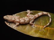 Un gecko africain a survécu à un voyage de 5 000 kilomètres dans la valise d'un couple du Yorkshire.