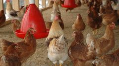 Poulets