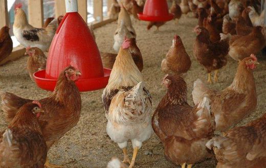 Poulets