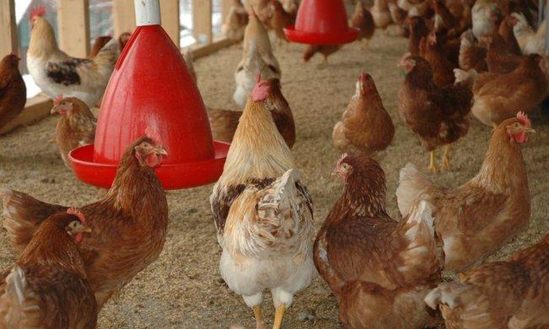 Poulets
