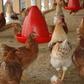 Poulets