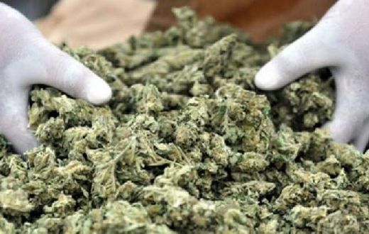 Cannabis