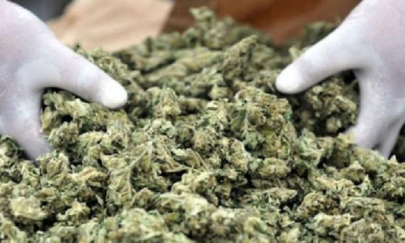 Cannabis