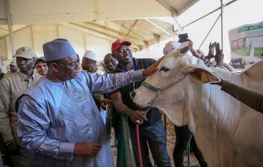 Le président Macky Sall lors de la 6e édition de la Journée nationale de l’élevage, le 29 novembre 2019