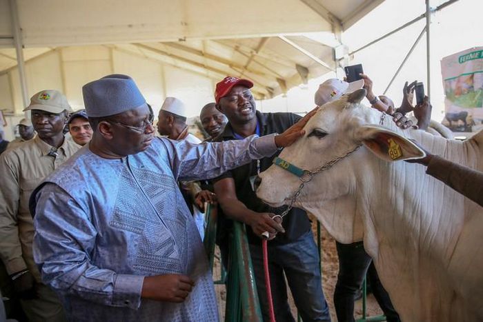 Le président Macky Sall lors de la 6e édition de la Journée nationale de l’élevage, le 29 novembre 2019
