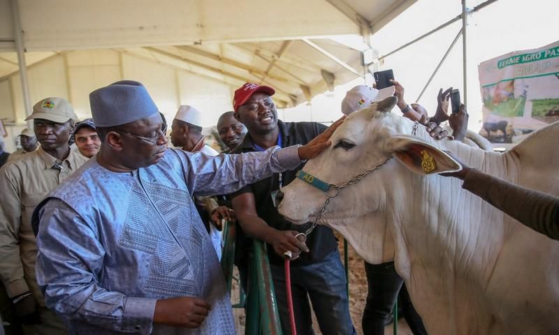 Le président Macky Sall lors de la 6e édition de la Journée nationale de l’élevage, le 29 novembre 2019