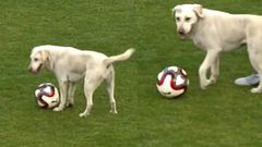 Un chien qui dribble / Illustration