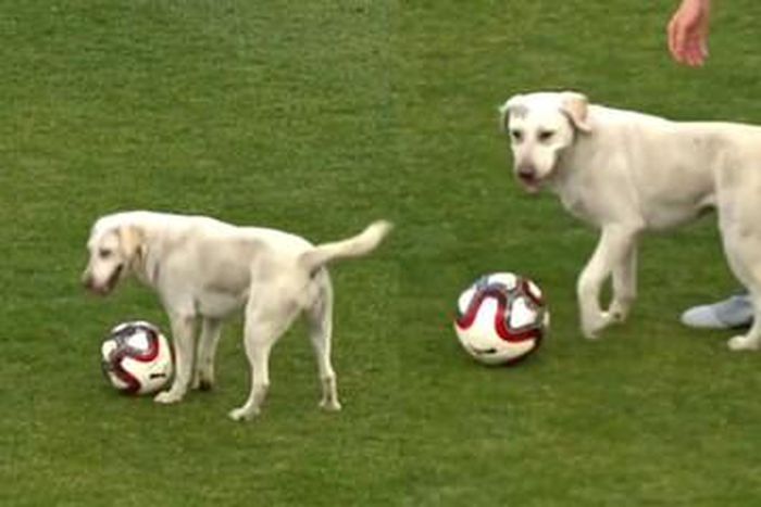 Un chien qui dribble / Illustration