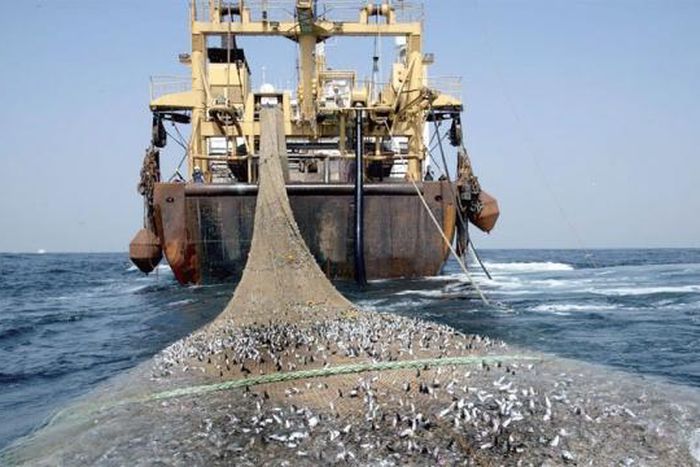 flotte de bateaux de peche