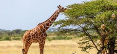 girafe