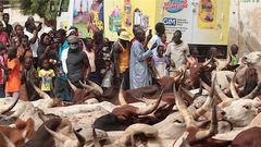 boeufs-dianatou-2018-49