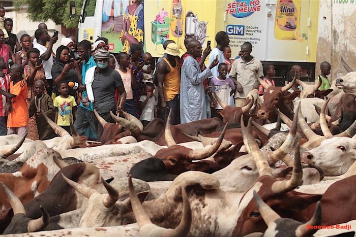 boeufs-dianatou-2018-49