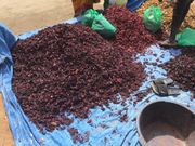 Abdou; vendeur de bissap