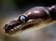 Civil serpent: The education department employee said a snake had snaffled the money