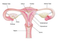 Female mammals have a uterus [LiveScience]